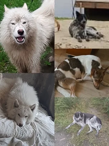 Пропали собаки в Черемушках: лайка Маля, дворняга Грэтта и самоед Лакки - Пропавшие/найденные в Иркутск