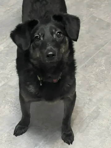 Найдена собака в Иркутске - Пропавшие/найденные в Иркутск