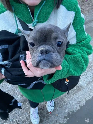 Срочно! Бульдожка на кладбище в Ново-Ленино - Пропавшие/найденные в Иркутск