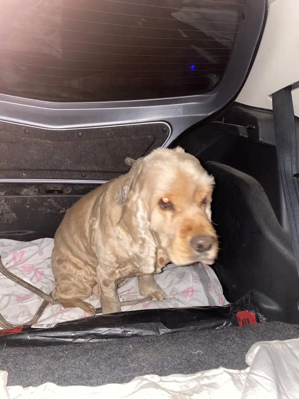 Найден кокер-спаниель в Иркутске - Собаки (Животные) в Иркутск