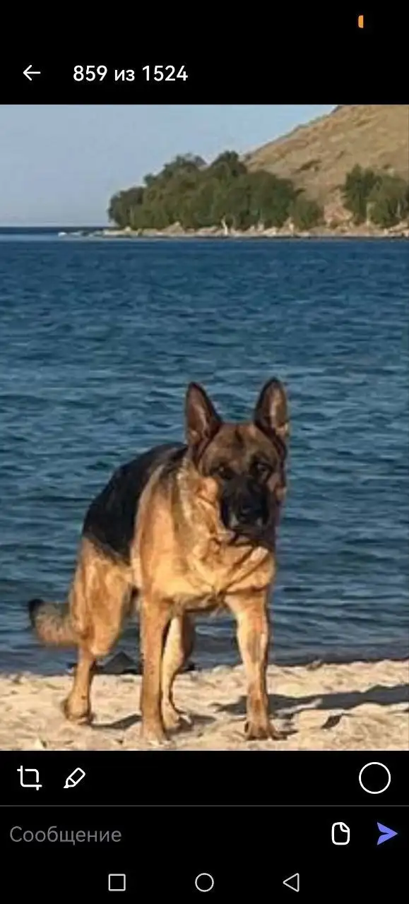 Пропала собака (девочка) в СНТ ОВОЩЕВОД, Маркова - Потерянные животные (Животные) в Иркутск