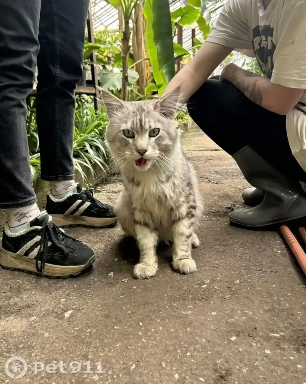 Найден кот Мейкун в Иркутске - Животные в Иркутск
