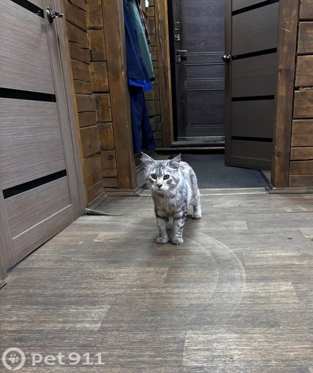 Найден кот Мейкун в Иркутске - Животные в Иркутск