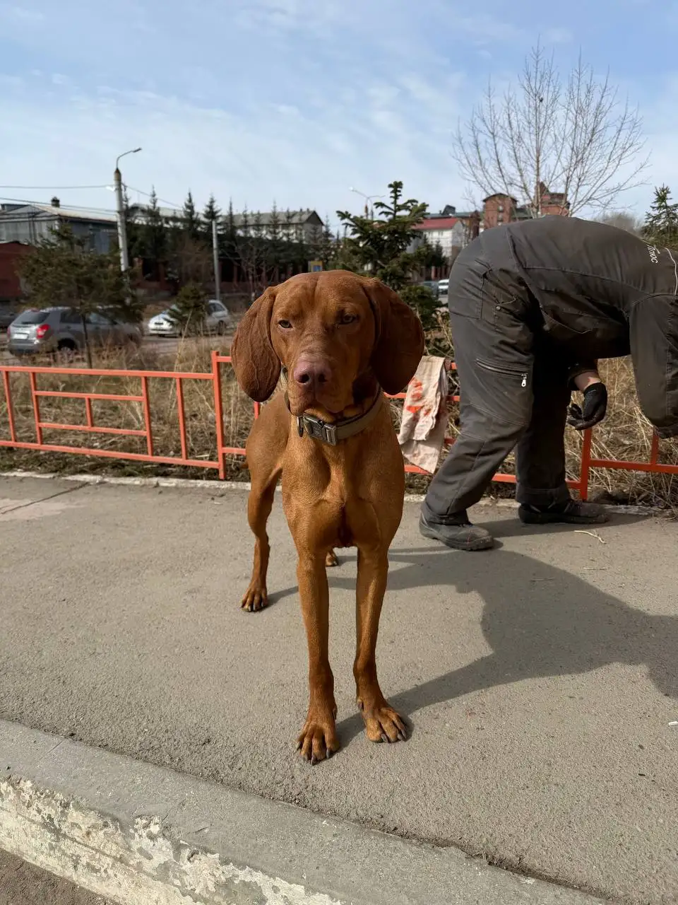 Потерялся кобель в ЖК Море Солнце - Потерянные/найденные (Животные) в Иркутск