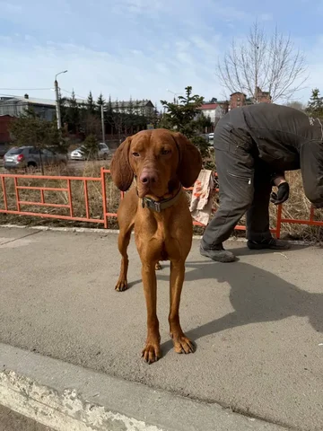 Потерялся кобель в ЖК Море Солнце - Пропавшие/найденные в Иркутск