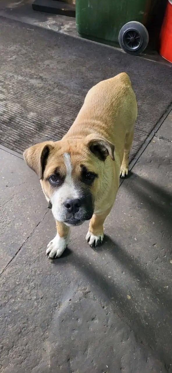 Пропал щенок в Иркутске - Собаки (Животные) в Иркутск