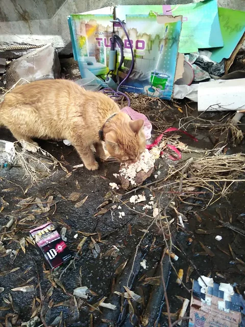 Найден рыжий кот/кошка в Иркутске - Пропавшие/найденные в Иркутск