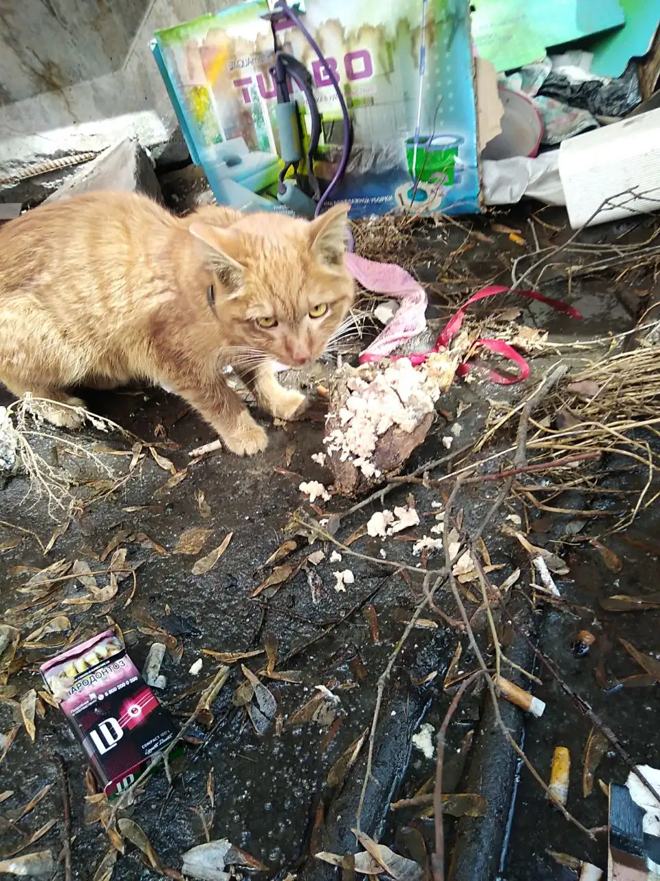 Найден рыжий кот/кошка в Иркутске - Потерянные/найденные (Животные) в Иркутск