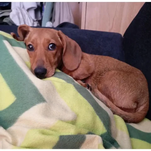 Потерянная такса в Иркутске, Свердловский район - Собаки в Иркутск