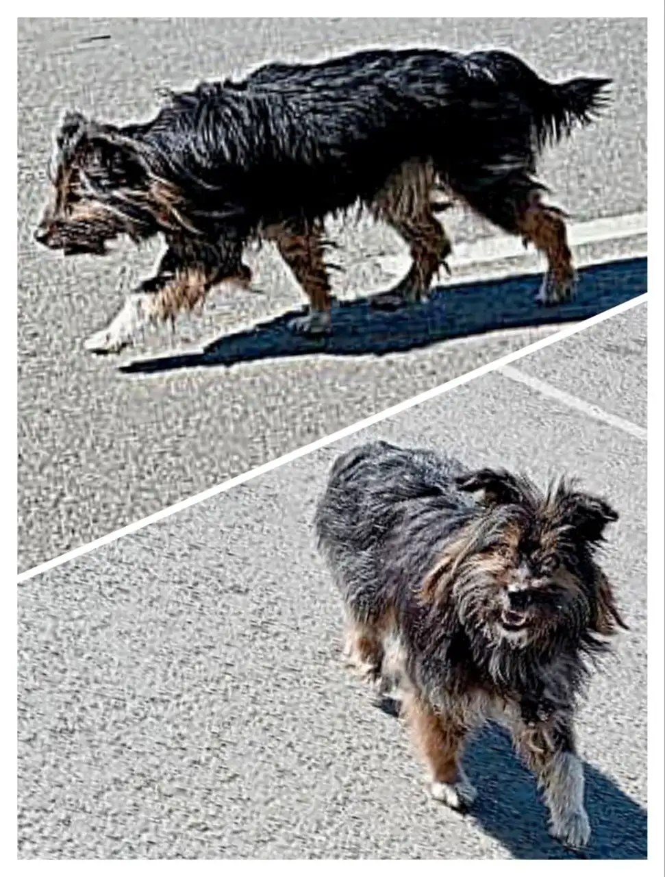 Потерянная собака в Иркутске - Собаки (Животные) в Иркутск