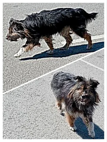 Потерянная собака в Иркутске - Пропавшие/найденные в Иркутск