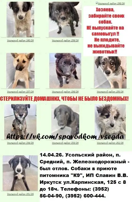 Отлов собак в Усольском районе - Животные в Иркутск