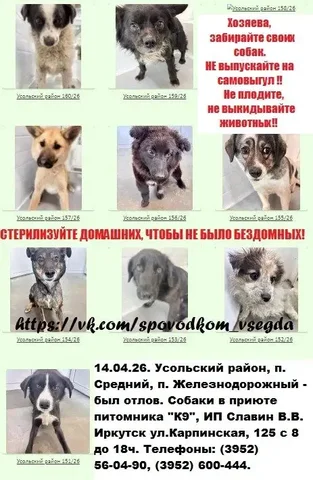 Отлов собак в Усольском районе - Пропавшие/найденные в Иркутск