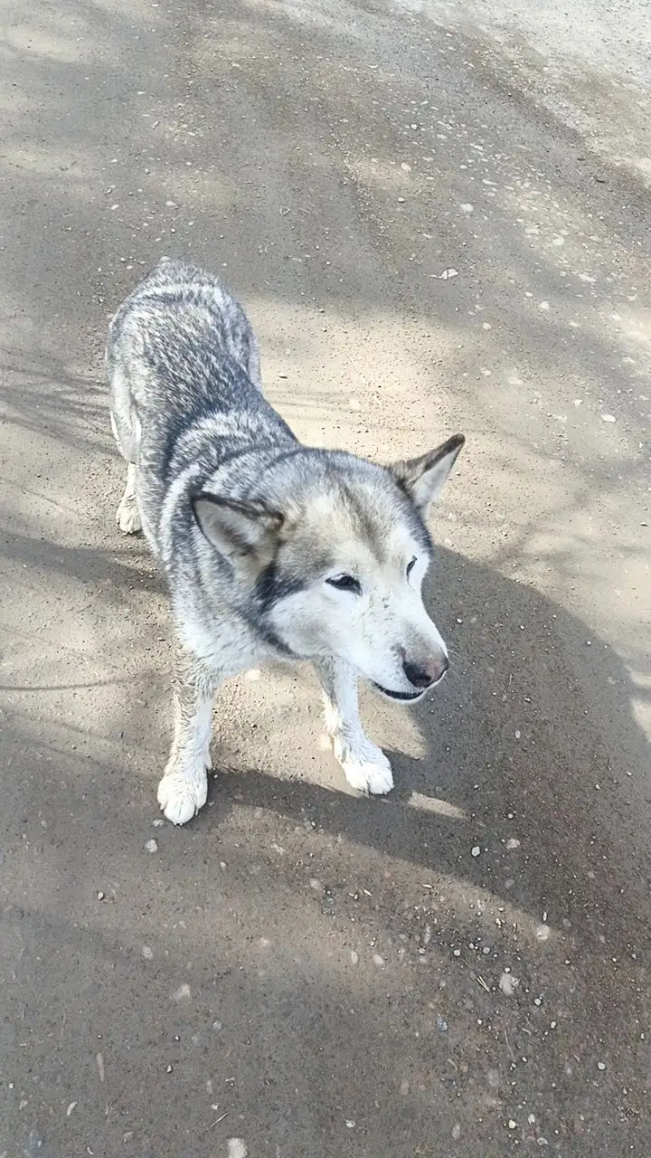 Найдена собака в микрорайоне Лесной - Собаки (Животные) в Иркутск