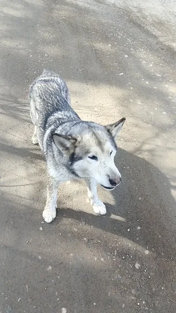 Найдена собака в микрорайоне Лесной - Пропавшие/найденные в Иркутск