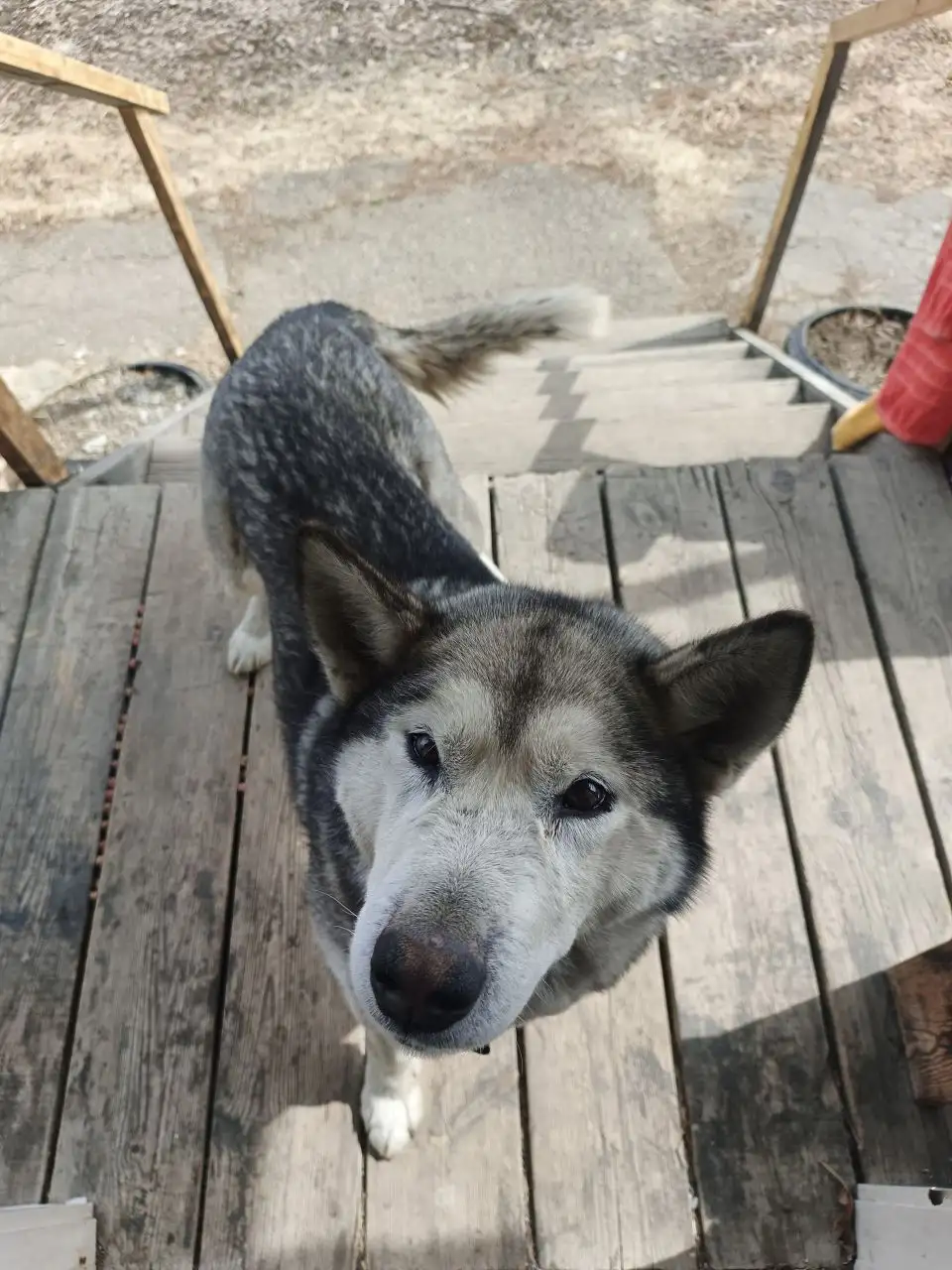 Найдена собака в микрорайоне Лесной - Собаки (Животные) в Иркутск