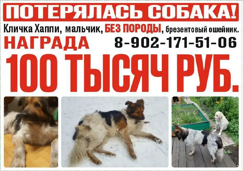 Потерян длинношерстный пес Хаппи в Иркутске - Потерянные/найденные (Животные) в Иркутск