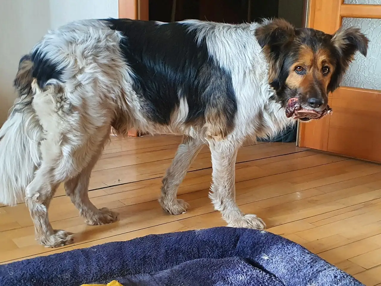 Потерян длинношерстный пес Хаппи в Иркутске - Потерянные/найденные (Животные) в Иркутск