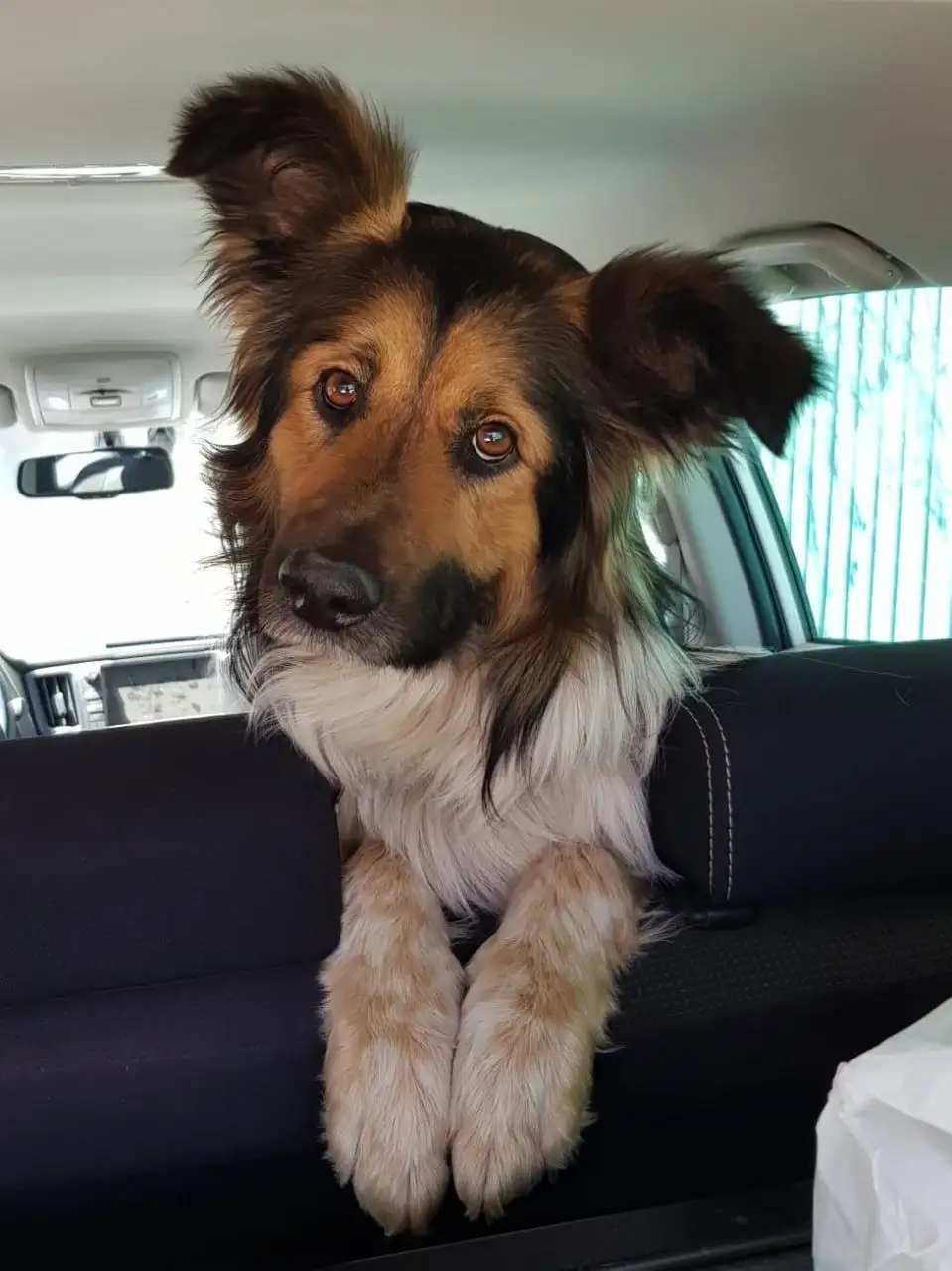 Потерян длинношерстный пес Хаппи в Иркутске - Потерянные/найденные (Животные) в Иркутск