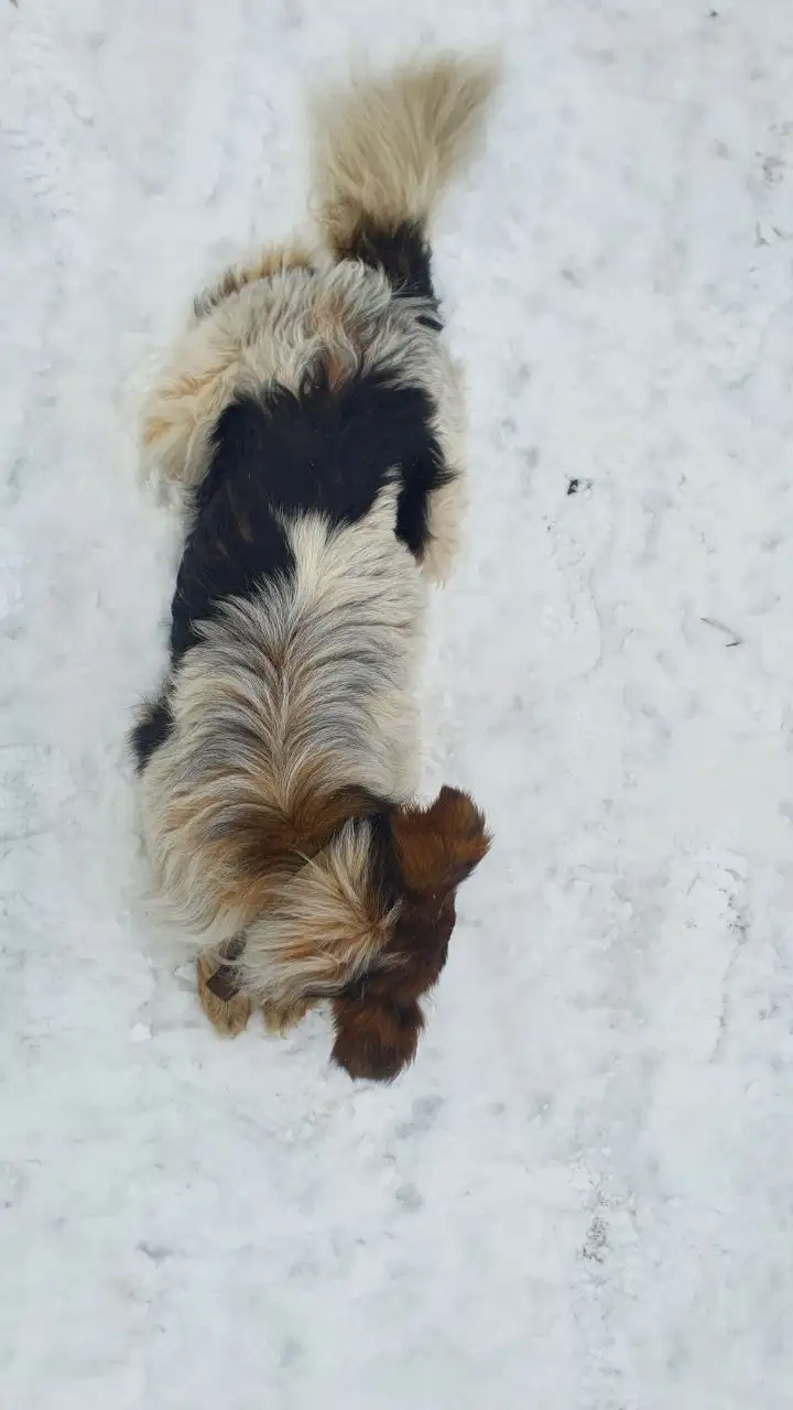 Потерян длинношерстный пес Хаппи в Иркутске - Потерянные/найденные (Животные) в Иркутск
