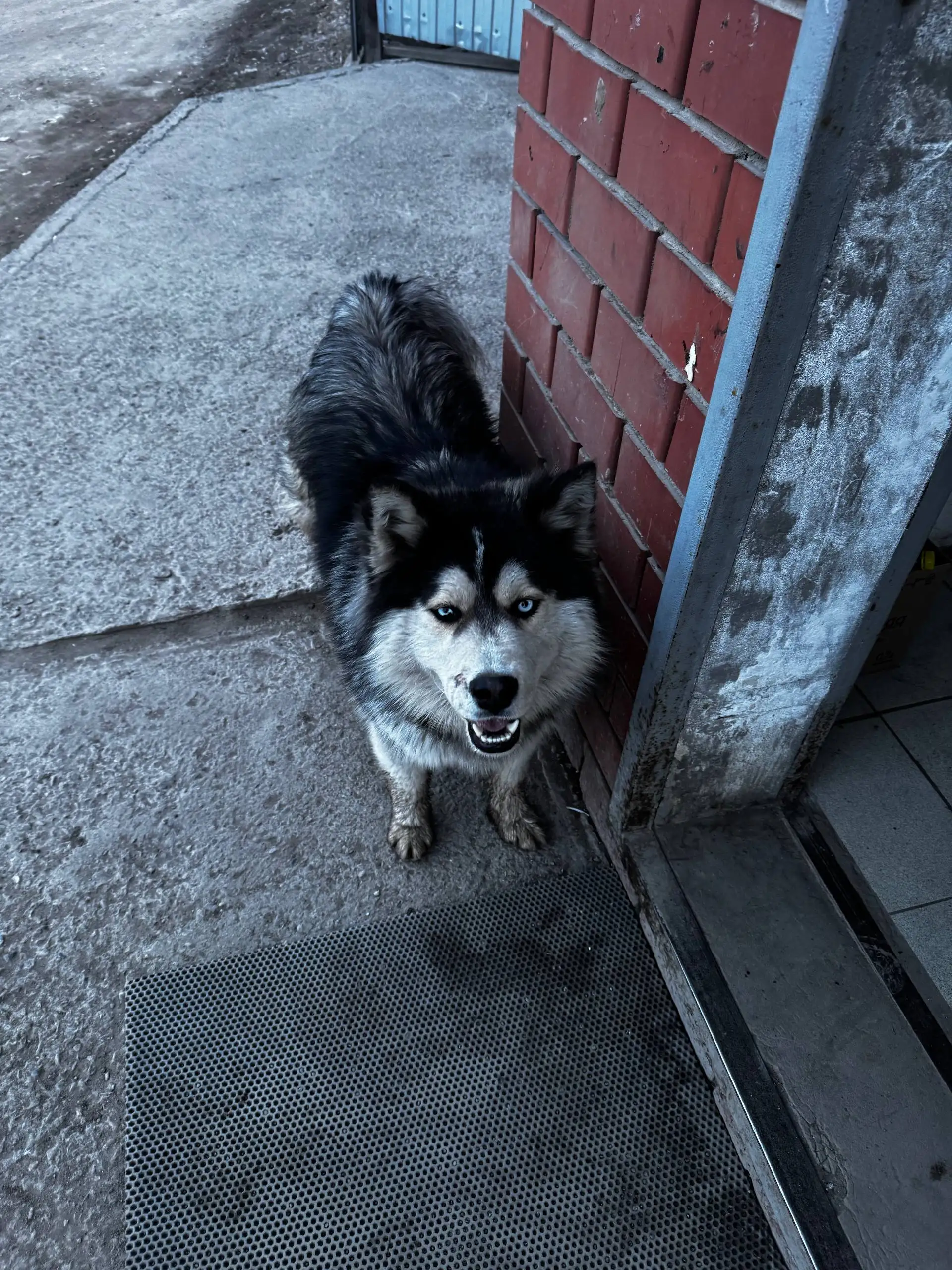 Потерянная собака у магазина Авоська в Иркутске - Потерянные животные (Животные) в Иркутск