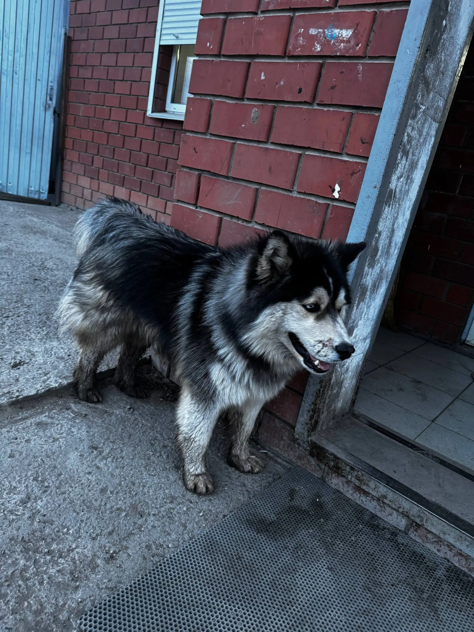 Потерянная собака у магазина Авоська в Иркутске - Потерянные животные (Животные) в Иркутск