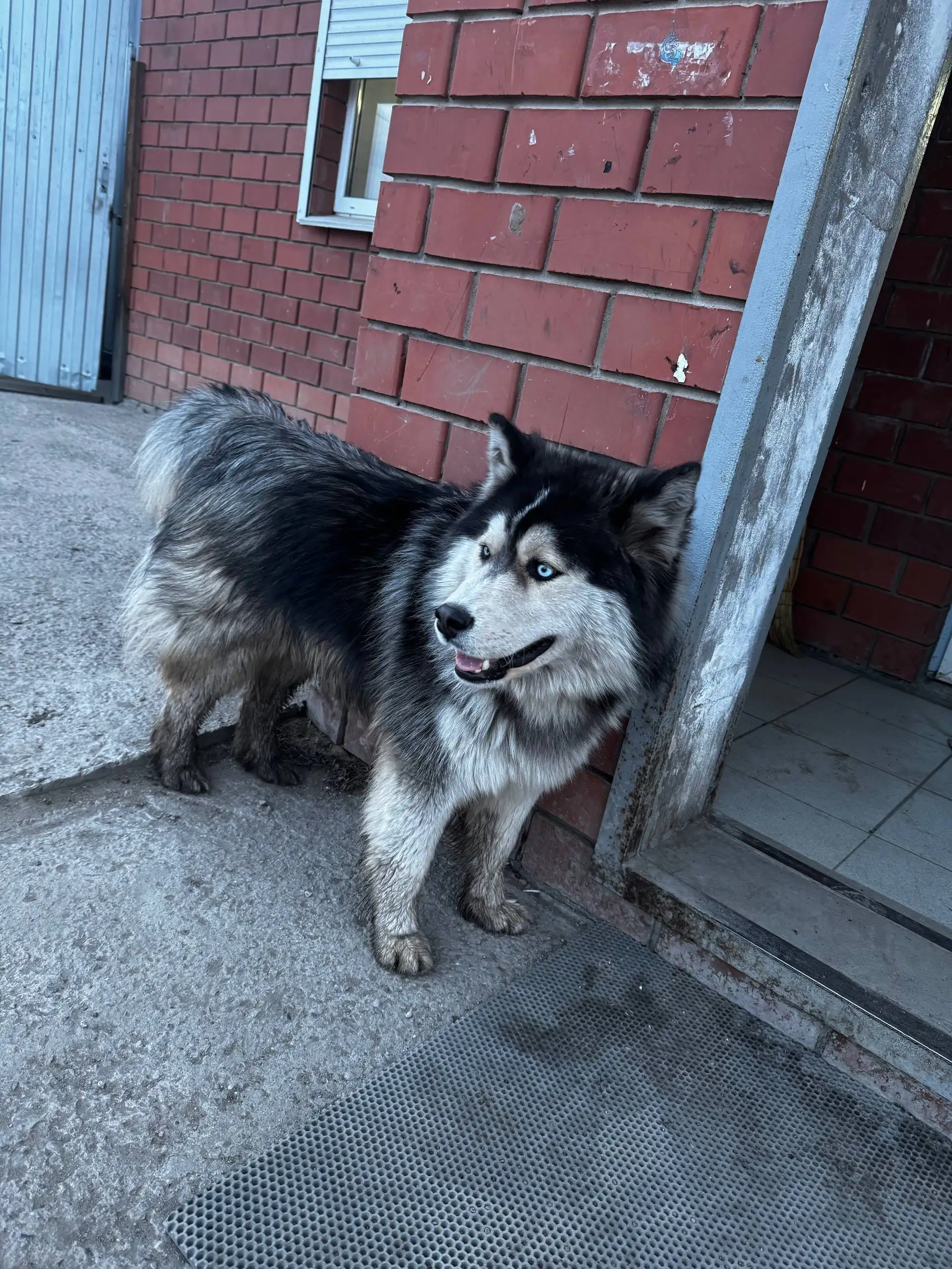 Потерянная собака у магазина Авоська в Иркутске - Потерянные животные (Животные) в Иркутск