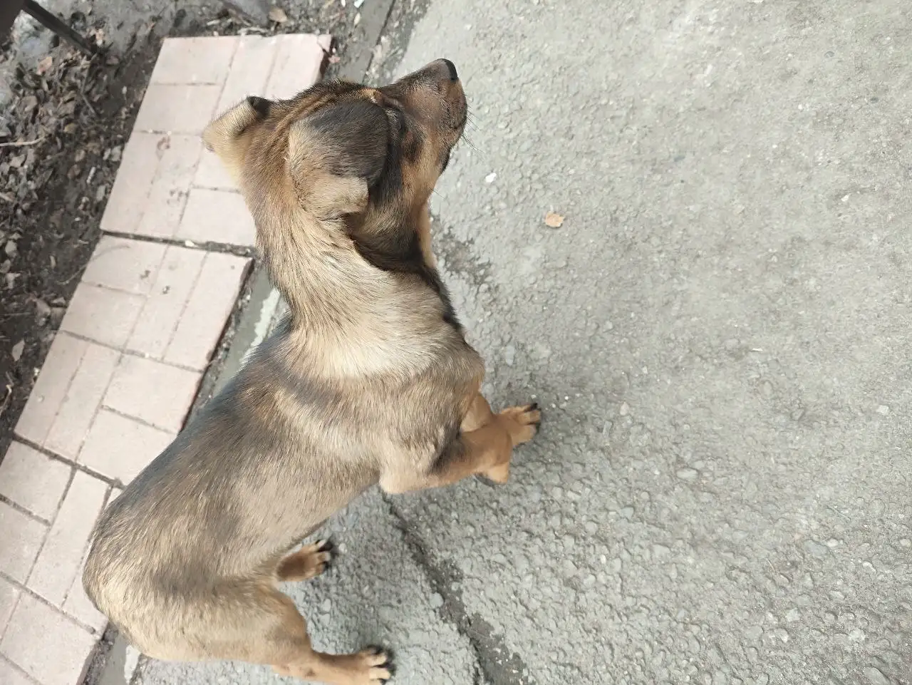 Потеряшка на Лермонтова 265 - Животные в Иркутск