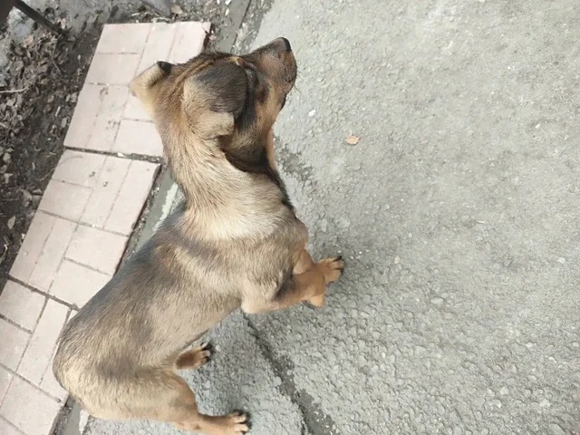 Потеряшка на Лермонтова 265 - Пропавшие/найденные в Иркутск