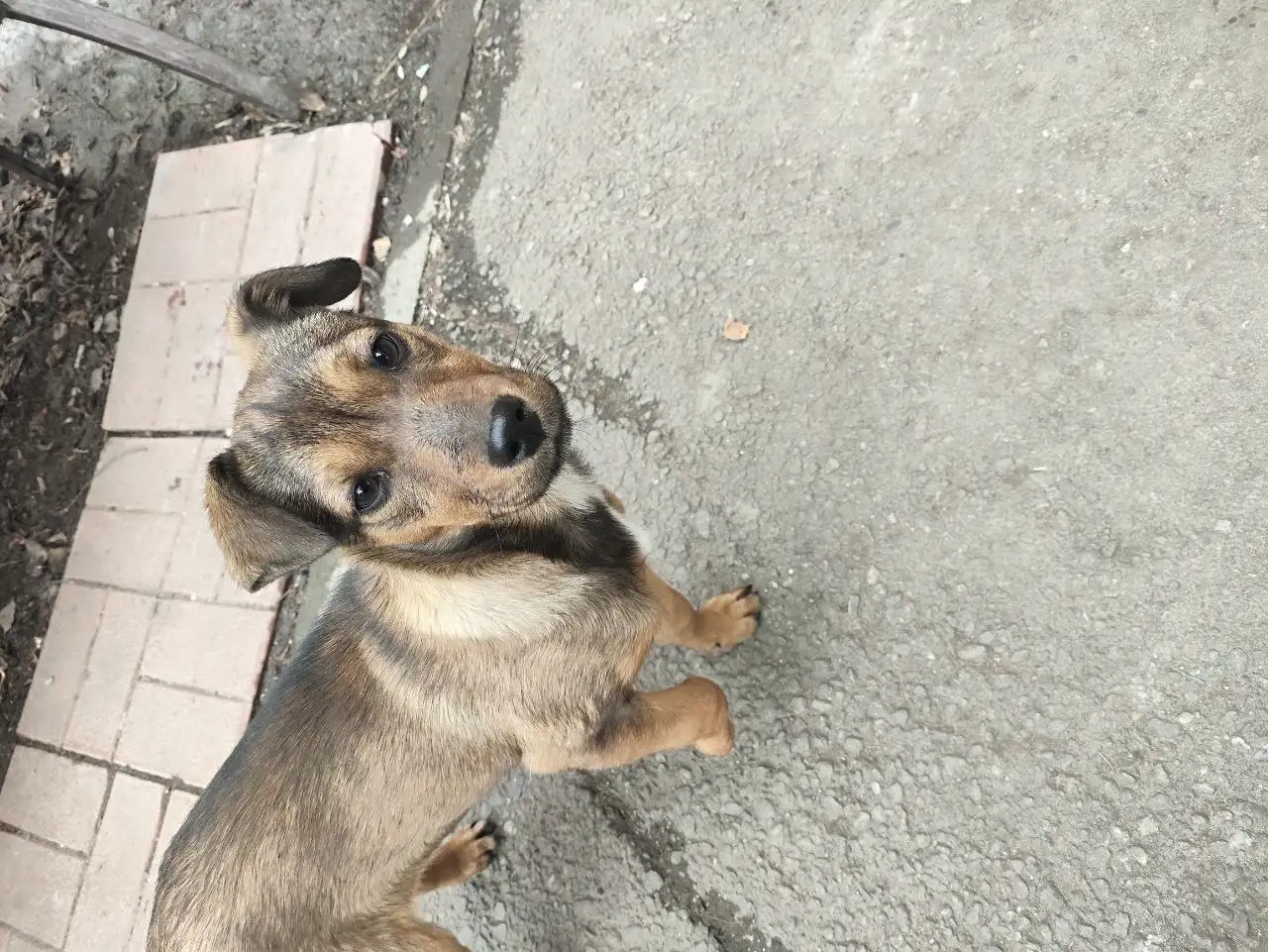 Потеряшка на Лермонтова 265 - Животные в Иркутск