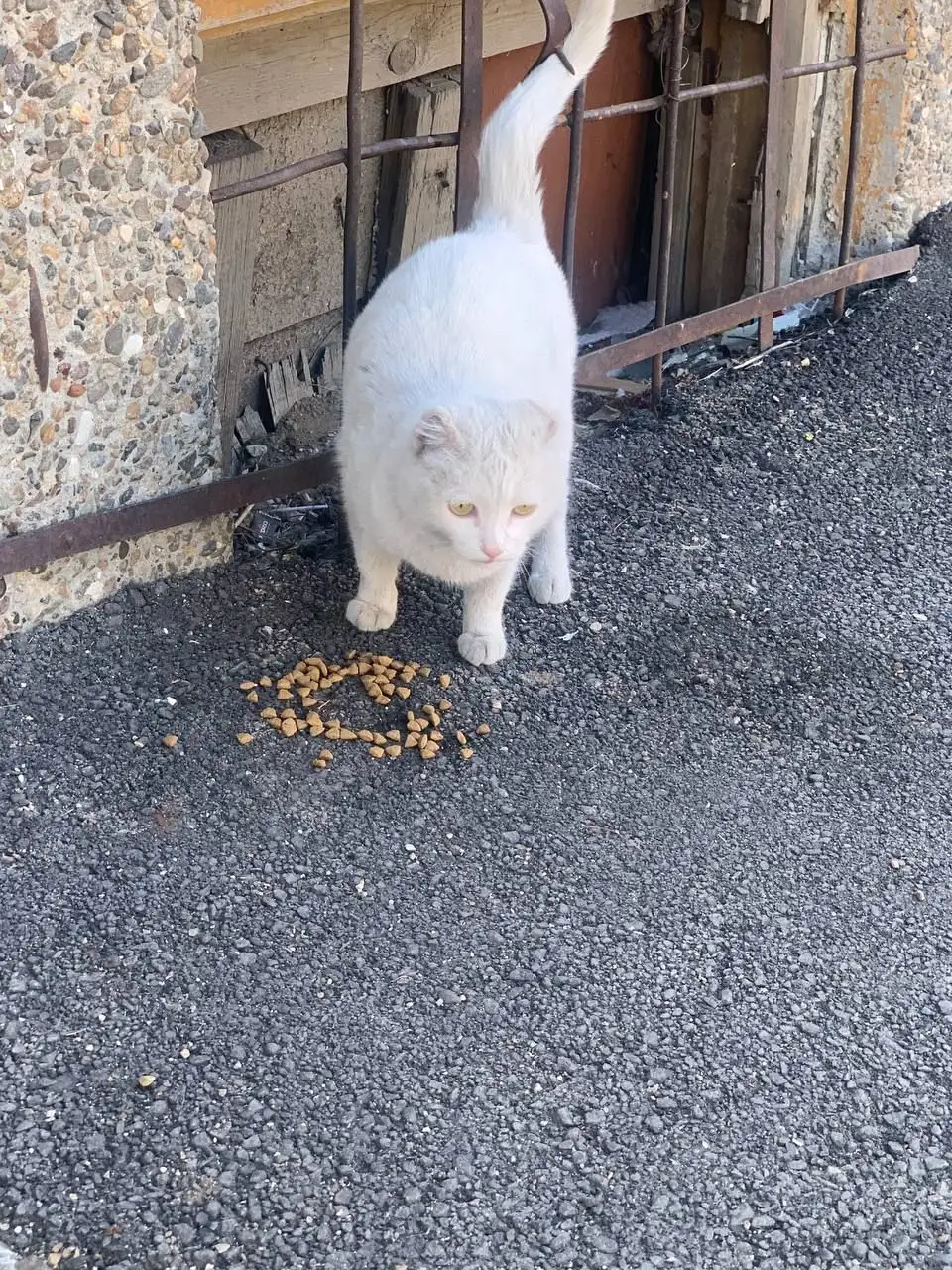 Потерянная кошка в Иркутске - Кошки (Животные) в Иркутск