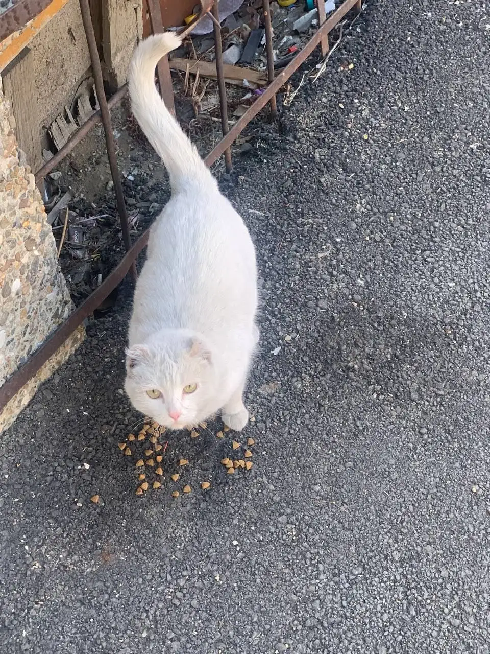 Потерянная кошка в Иркутске - Кошки (Животные) в Иркутск