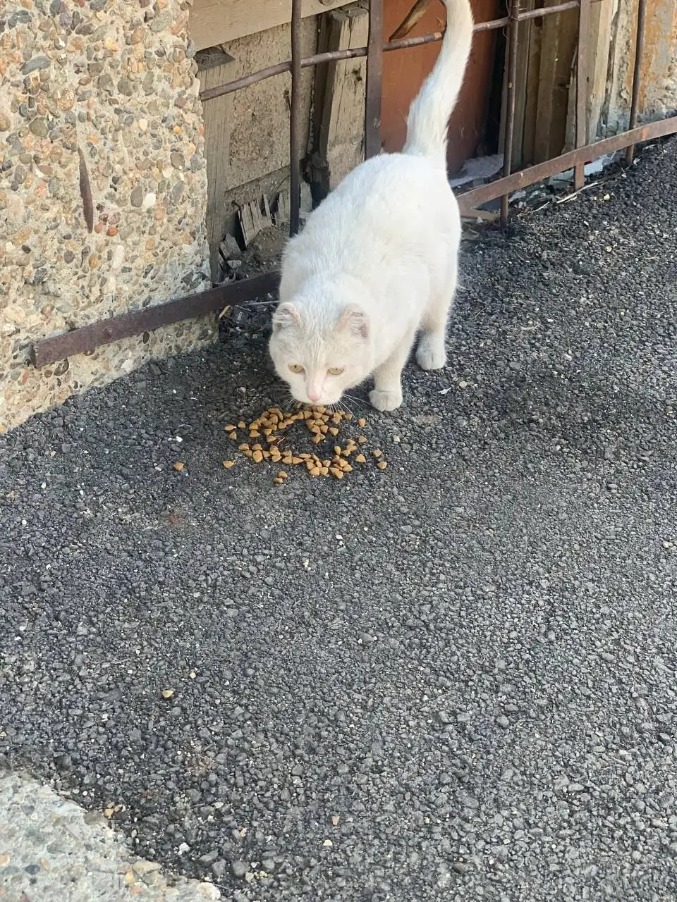 Потерянная кошка в Иркутске - Кошки (Животные) в Иркутск