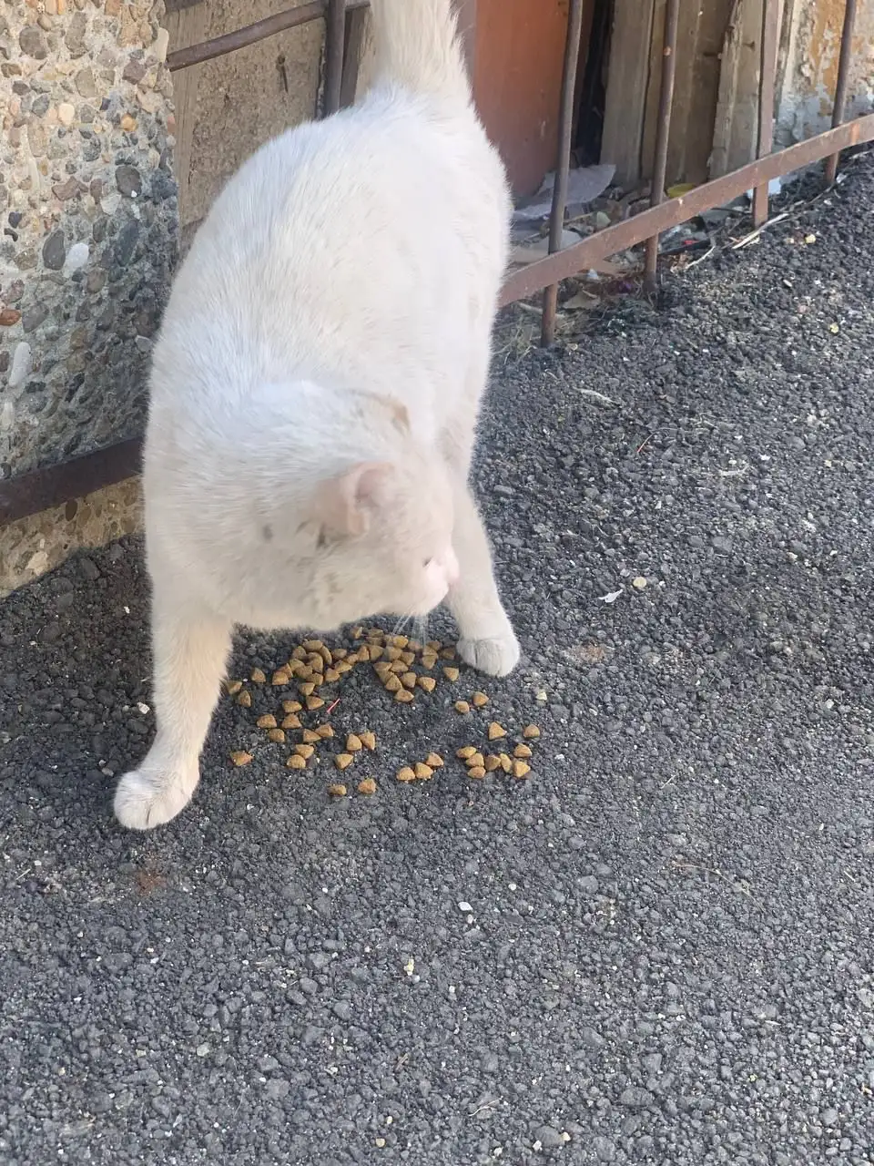 Потерянная кошка в Иркутске - Кошки (Животные) в Иркутск