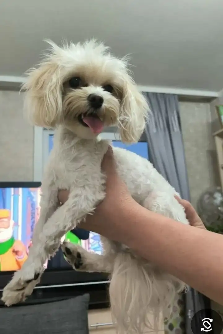 Найдена собака в районе Лисихи - Собаки (Животные) в Иркутск