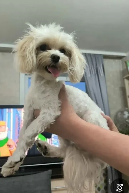 Найдена собака в районе Лисихи - Пропавшие/найденные в Иркутск