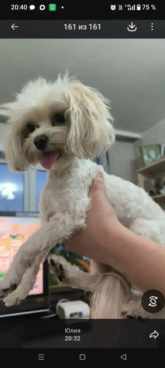 Найдена собака в районе Лисихи - Собаки (Животные) в Иркутск