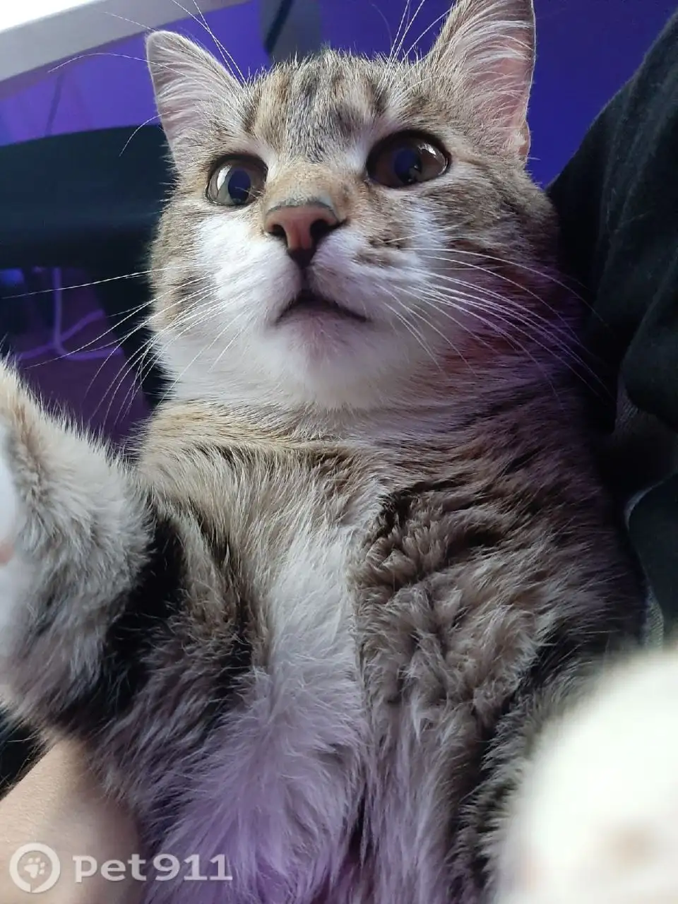 Пропала кошка в Иркутске - Животные в Иркутск