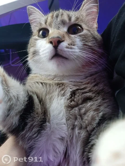 Пропала кошка в Иркутске - Пропавшие/найденные в Иркутск