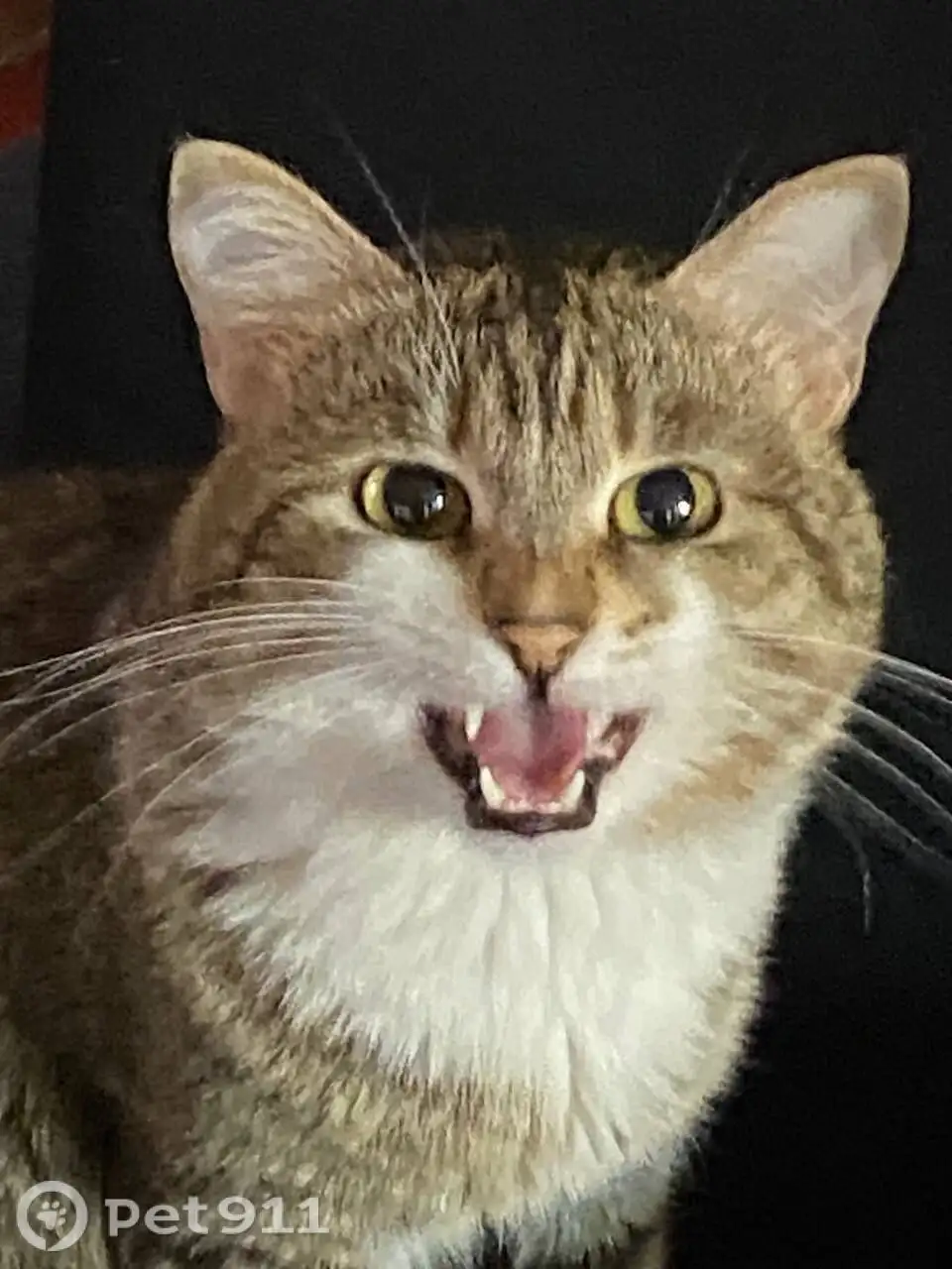 Пропала кошка в Иркутске - Животные в Иркутск