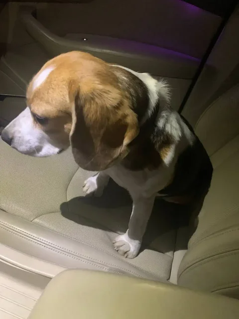 Найден бигль, девочка на улице Шекспира - Пропавшие/найденные в Иркутск