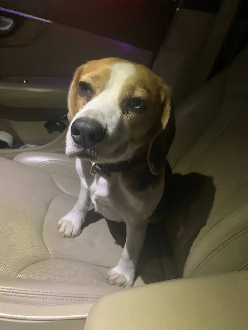 Найден бигль, девочка на улице Шекспира - Пропавшие/найденные (Животные) в Иркутск