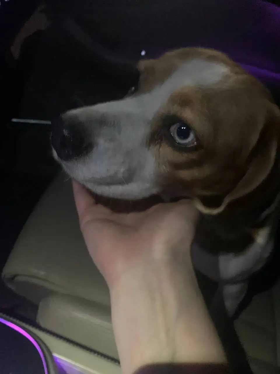 Найден бигль, девочка на улице Шекспира - Пропавшие/найденные (Животные) в Иркутск