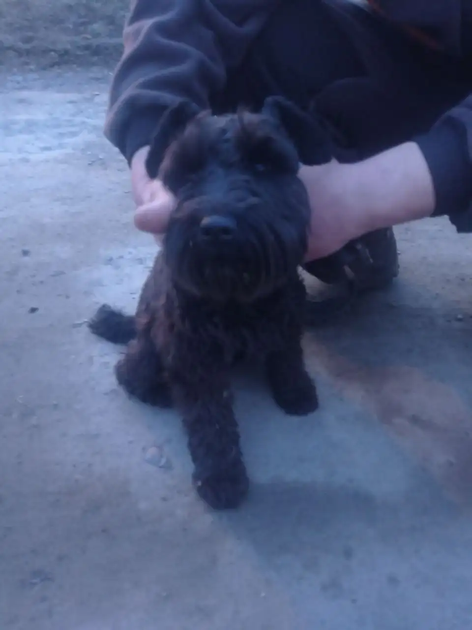 Пропавшая собака на улице Первомайская, Марата - Потерянные животные (Животные) в Иркутск