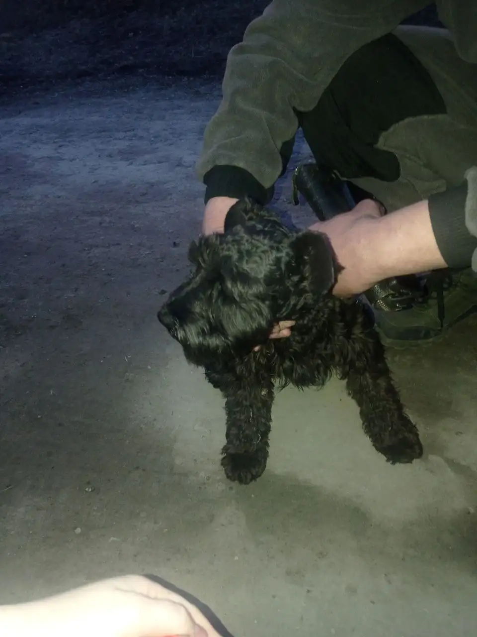 Пропавшая собака на улице Первомайская, Марата - Потерянные животные (Животные) в Иркутск