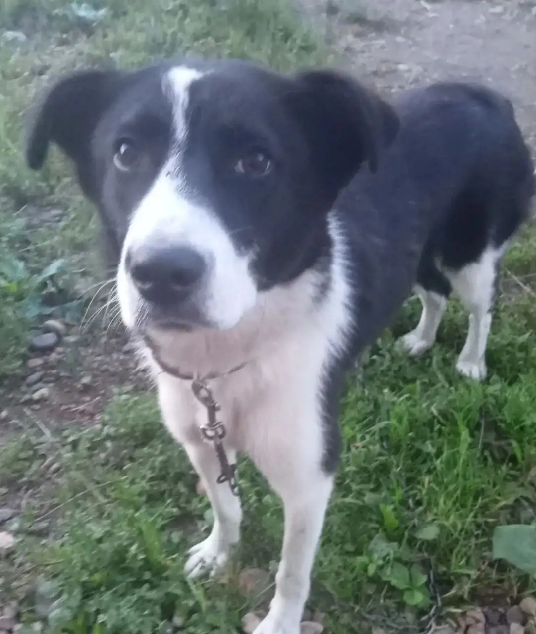 Потерялся мальчик из поселка Пионерск - Собаки (Животные) в Иркутск