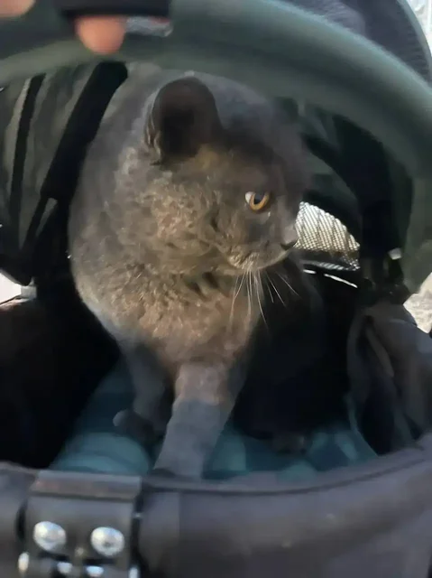 Найден кот в районе Баумана - Пропавшие/найденные в Иркутск