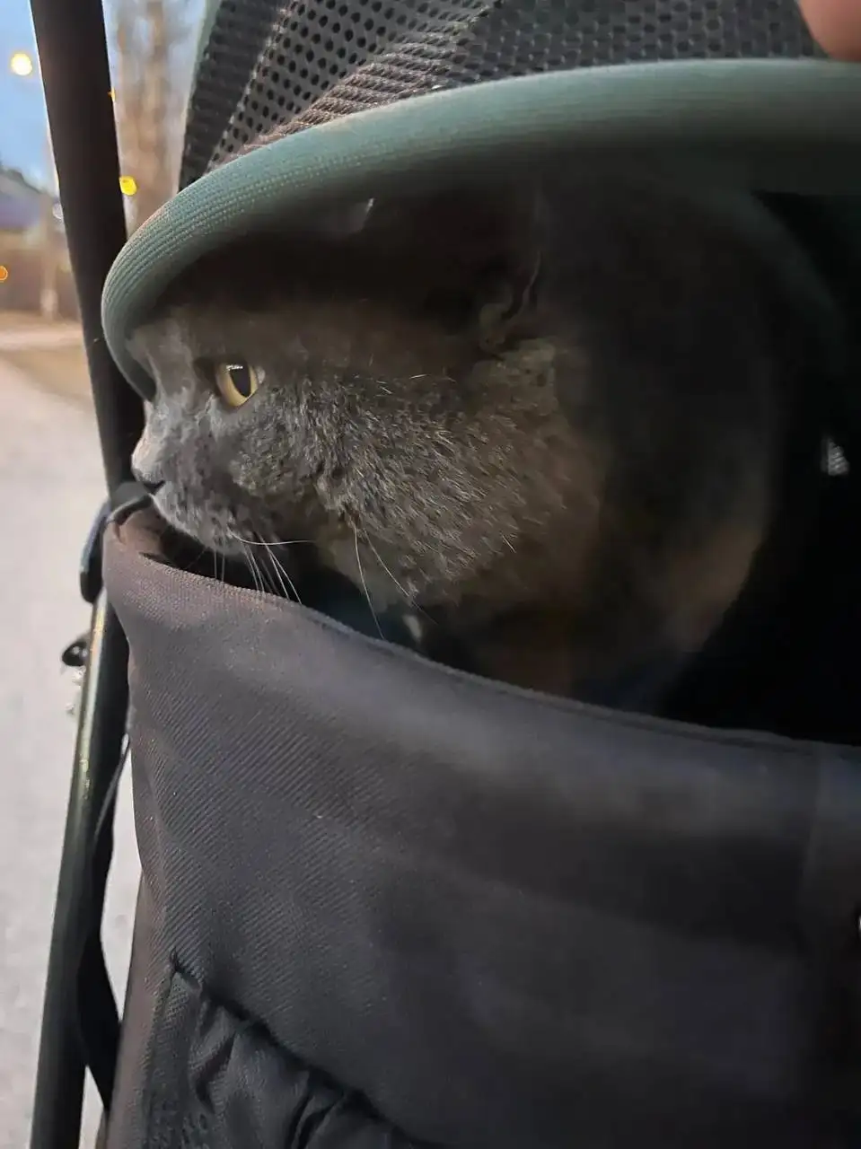 Найден кот в районе Баумана - Кошки (Животные) в Иркутск