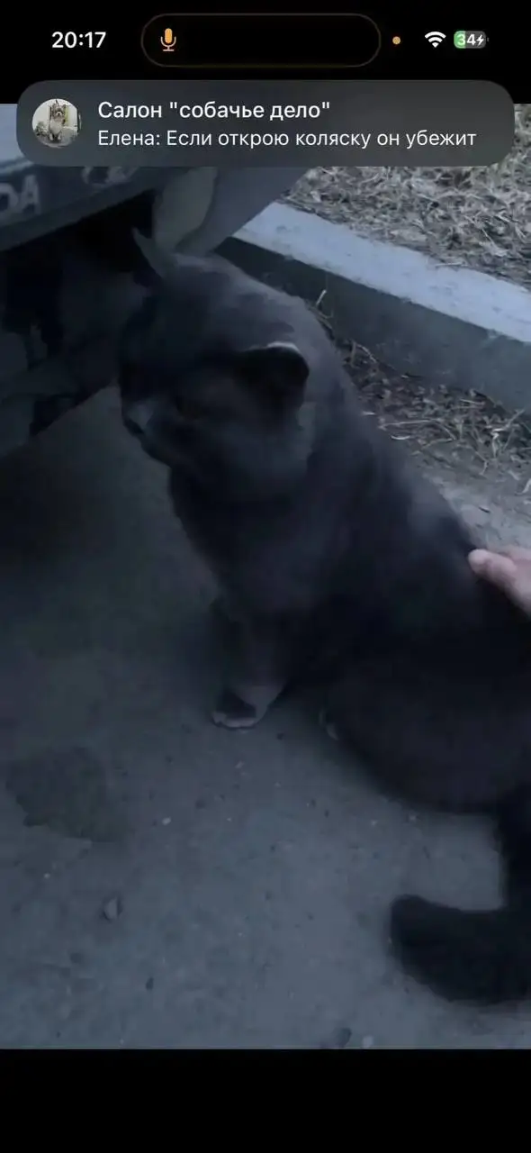 Найден кот в районе Баумана - Кошки (Животные) в Иркутск