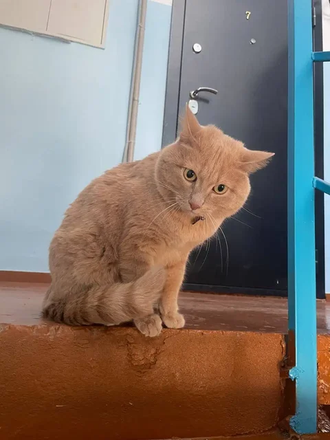 Потерянная кошка в Иркутске - частное объявление в Иркутск